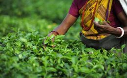 چائے کی قیمت ریکارڈ سطح پر پہنچ گئی،ورلڈ بینک رپورٹ