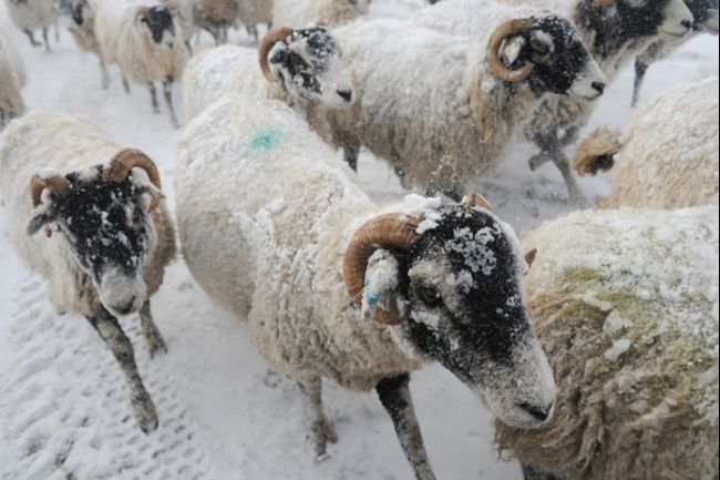 برطانیہ میں سردی کا50سالہ ریکارڈ ٹوٹ گیا،سیکڑوں بھیڑیں ہلاک