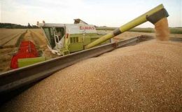 گندم کی برآمدات 54 میٹرک ٹن تک پہنچ گئیں