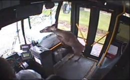 پنسلوانیا : ہرن چلتی بس میں جا گھسا