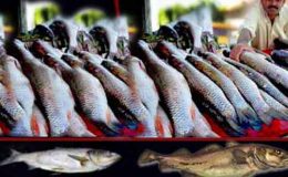 سمندری خوراک کی مصنوعات کی برآمدات میں اضافہ