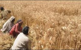 انتخابی گہما گہمی ، پنجاب میں گندم کٹائی کرنے والوں کی قلت