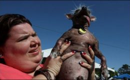 کیلیفورنیا: والی قرار پایا دنیا کا سب سے بدصورت کتا