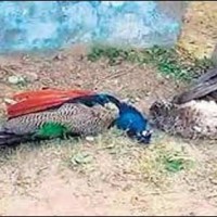 Peacocks Dead