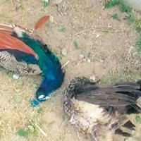 Peacocks Death