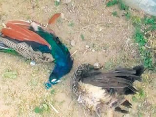 Peacocks Death