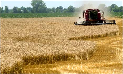 پنجاب : گندم کی پیداوار میں ہدف سے 15 لاکھ ٹن کمی