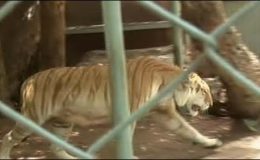 لاہور سے لایا گیا شیر کراچی پہنچ کے ِبلا بن گیا