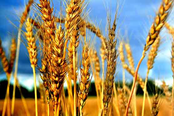 گندم کی برآمد پر پابندی عائد کی جائے : پنجاب حکومت