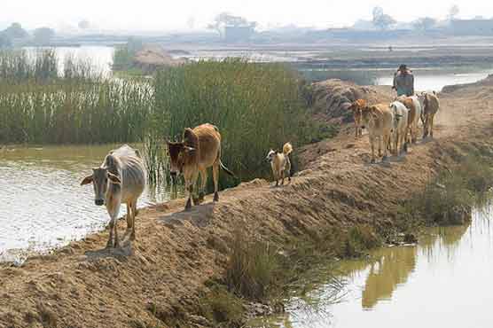 پنجاب لائیو سٹاک اور زرعی مصنوعات کا منصوبہ کھٹائی میں