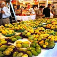 Mango exports