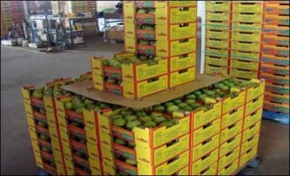 Mango Exports to Japan