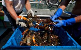 امریکا میں بڑے بڑے جھینگوں lobster کے پکڑنے کا موسم شروع
