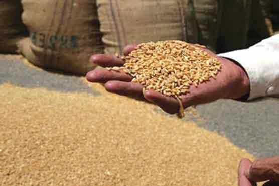پاکستان میں گندم کے ذخائر کی صورتحال اطمینان بخش نہیں