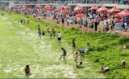 چین میں ساحل پر گرین الجی کی صفائی کیلئے مزید لوگوں کو بھیج دیا گیا