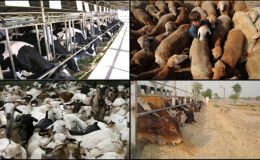پاکستان سے مویشیوں کی برآمد پر یکم اکتوبر سے پابندی عائد کردی جائیگی