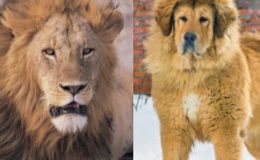 چین کے چڑیا گھر میں افریقی شیر درحقیقت کتا نکل آیا