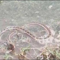 Flood Snake