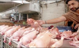 کراچی میں مرغی کا گوشت 270 روپے کلوہو گیا