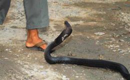 چھاچھرو: سانپ کے ڈسنے سے بہن بھائی جاں بحق