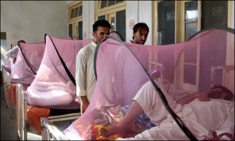 سوات : سیدو شریف میں مزید 82 افراد میں ڈینگی وائرس کی تصدیق