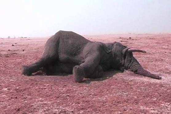 زمبابوے: ہاتھیوں کے شکاریوں نے زہر دے کر 80 ہاتھیوں کو ہلاک کر دیا