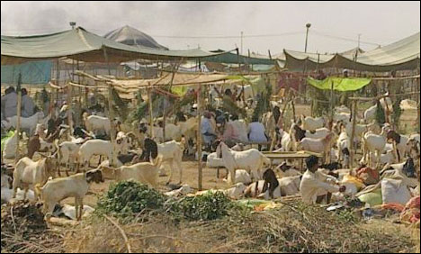 لوگوں کی بڑی تعداد مویشی خریدنے کیلئے منڈیوں کا رخ کر رہی ہے