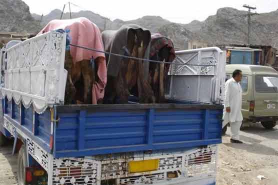 پشاور ہائیکورٹ کی پابندی کے باوجود مویشیوں کی افغانستان سمگلنگ جاری