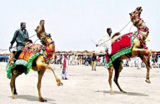 Exhibition camels