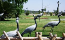 اسلام آباد: لیک ویو پارک میں نایاب پرندوں کی اٹھکیلیاں