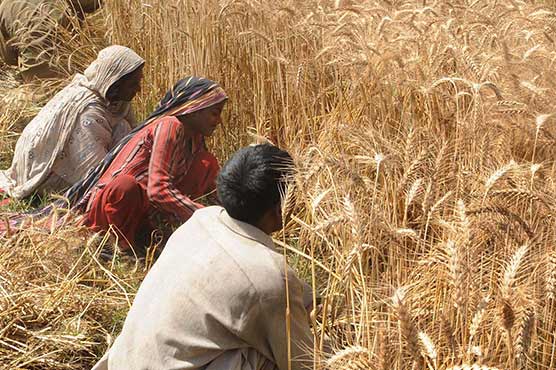 طلب سے کم پیداوار ہونے کے باعث گندم کی درآمد کا سلسلہ جاری