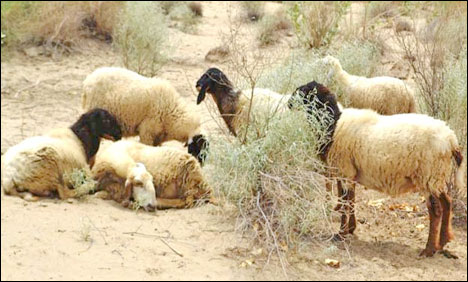 ضلع تھر میں بیماری کے باعث بھیڑوں کی ہلاکت کا سلسلہ جاری