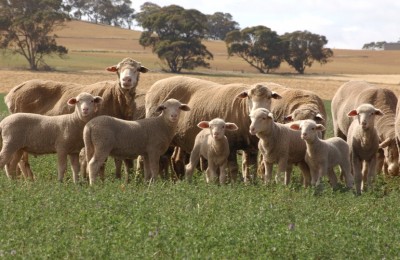 Australian, Sheep