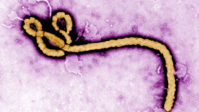 عالمی ادارہ صحت نے ایبولا وائرس کو صحت کی عالمی ایمرجنسی قرار دیدیا