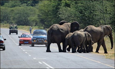 سری لنکا : ہائی وے پر بھتہ خور ہاتھیوں کا قبضہ