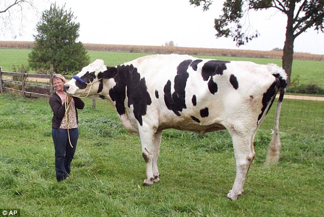 6فٹ 4 انچ قد کی حامل دنیا کی سب سے قد آور گائے