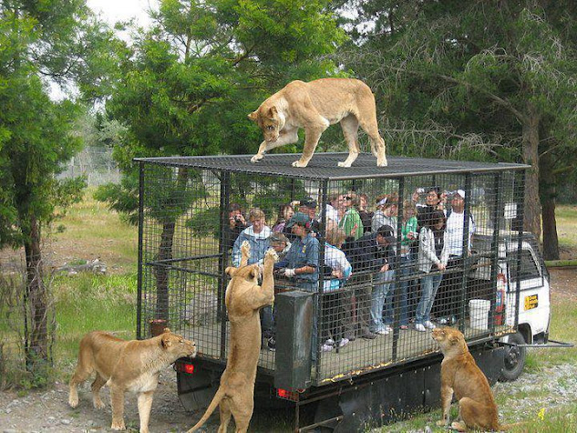 دنیا کا انوکھا چڑیا گھر جہاں شیر آزاد اور انسان پنجرے میں