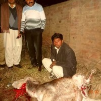 ACCUSED WITH SLAUGHTER DONKEY
