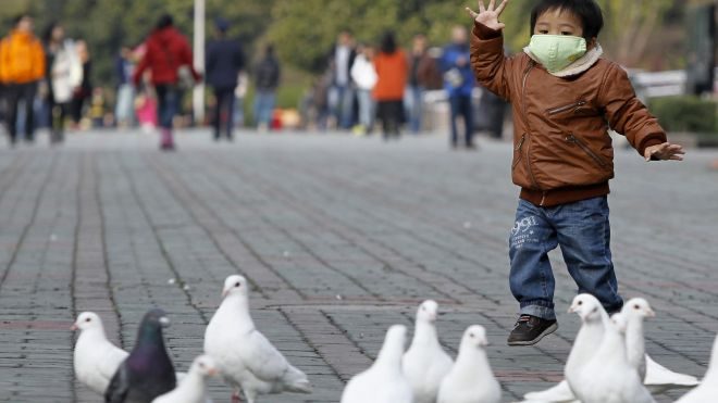 دنیا بھر میں برڈ فلو مہاجر پرندوں کی وجہ سے پھیلتا ہے: تحقیق