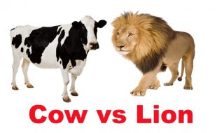 گائے بمقابلہ شیر