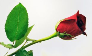 14فروری کو گلاب کا ایک پھول لیں