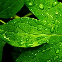 Green Leaves Rain