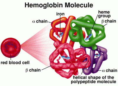 Hemo and Globin