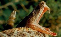 سانپ کے ساتھ سیلفی کے شوق میں امریکی شہری کو اسپتال کا ڈیڑھ لاکھ ڈالر کا بل دینا پڑ گیا
