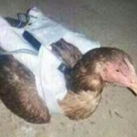 Suicide Hen