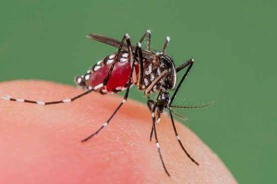 دنیا بھر میں آج مچھروں سے بچائو کا عالمی دن منایا جا رہا ہے