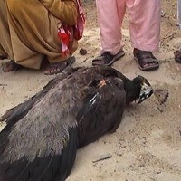 Tharparkar Peacock Death