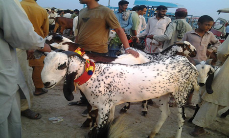 ملک بھر کی طرح فیصل آباد میں بھی مویشی منڈیاں سج گئیں