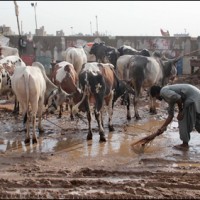 Karachi Cattle Market