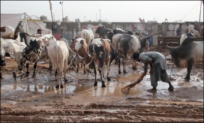 Karachi Cattle Market